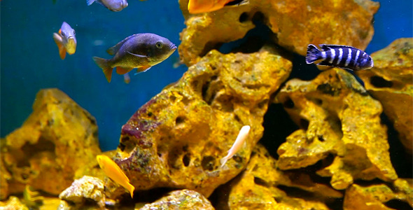 Coral Fish 7