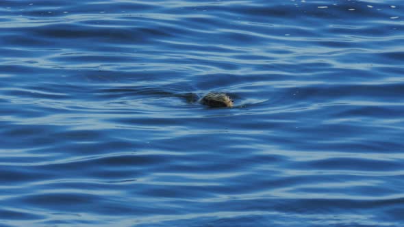 close up of a harbor seal surfacing for a breath alt