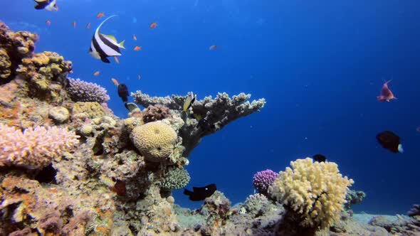 Tropical Coral Reef alt