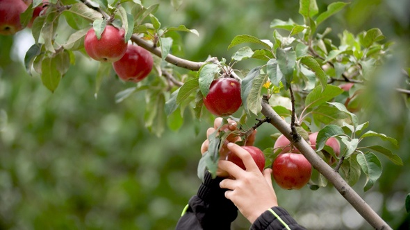 Child's hands picks a ripe red apples from a tree branch closeup