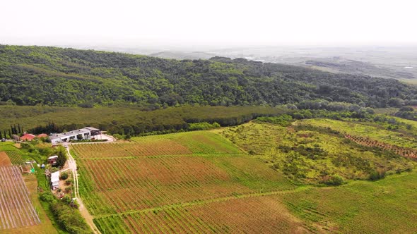 Aerial Drone View Over Vineyards Towards Agricultural Fields During Sunset alt