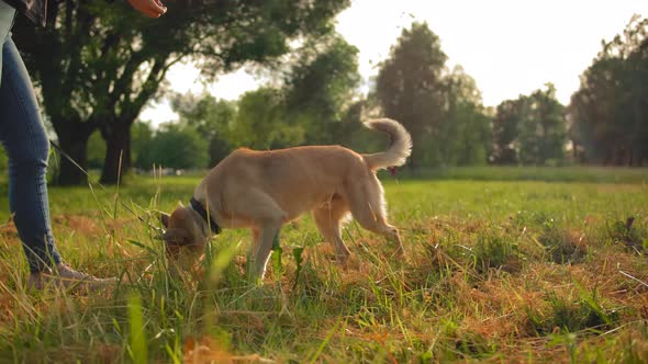 The Red-haired Dog Runs Up To Its Mistress and Performs the Trick Standing on Its Hind Legs. alt