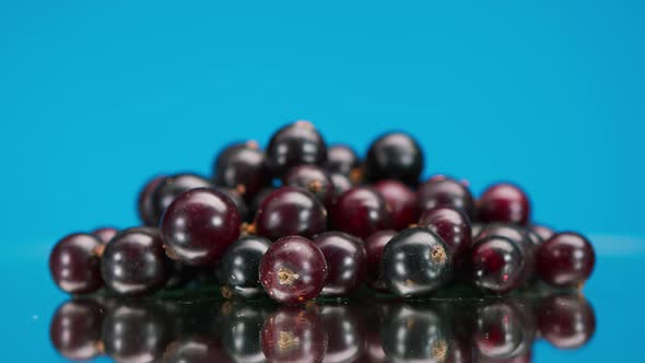 Closeup of Rotating Ripe Black and Red Currants Isolated on Blue Background Making Jam of Fruits and alt