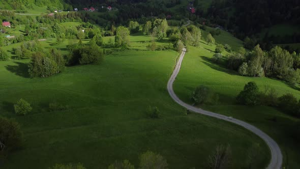 A Country Road in the Green Summer Countryside Between the Trees