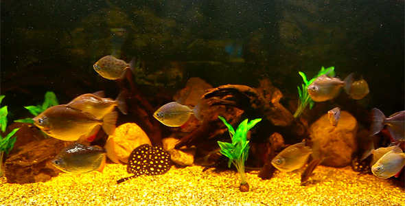 Coral Fish 11