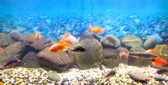 Coral Fish 14