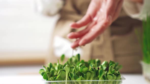Water Dripping On Women's Hands. Drop On Hand. Water Is Poured Into Fresh Organic Greens alt