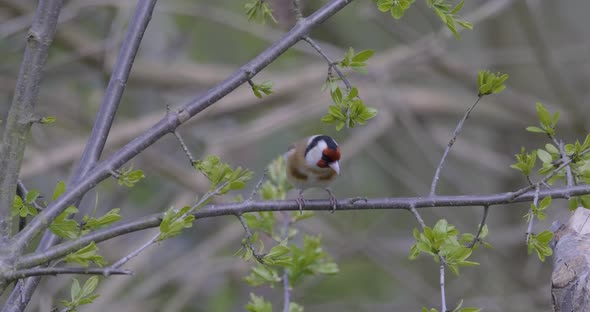 Goldfinch Small Song Bird In Spring Leaf Tree Slow Motion