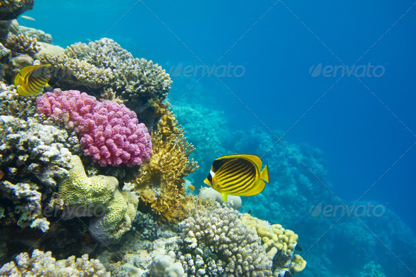 Coral reef  - Stock Photo - Images
