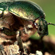 Green Beetle - VideoHive Item for Sale