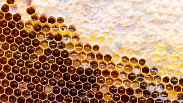 Honey Wax Frame with Sealed Honey Close Up Slow Motion alt