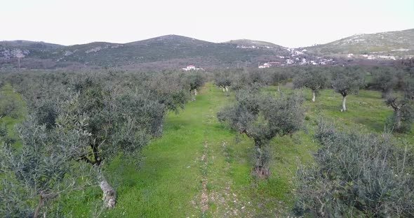 Flying over olive trees in Parque Natural de las Sierras de Aire y Candeeiros alt