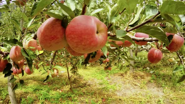 Apple Trees in Himalaya Uttarakhand India