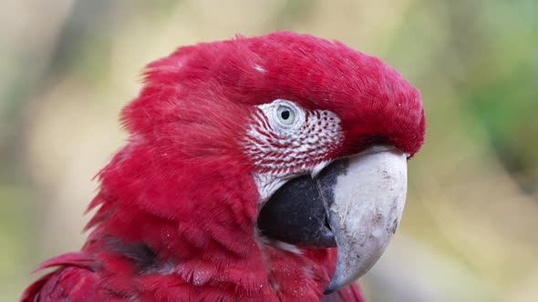 Close up portrait head shot of a wild red and green macaw, ara chloropterus against green foliage bo alt
