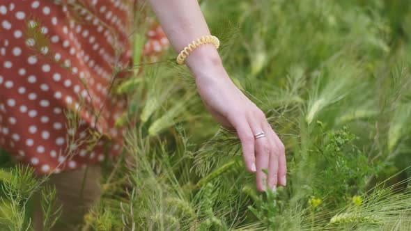 A Woman's Hand Spends Through Dry High Grass and Flowers in Summer in a Field Slow Motion Closeup alt