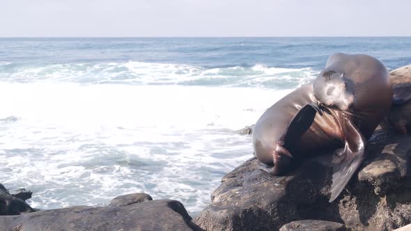 Wild Young Seal Portrait Adorable Sea Lion Resting Rocky Ocean Beach Big Wave
