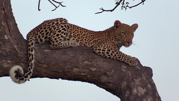 Young female leopard lies in marula tree and yawns, close view alt