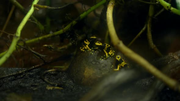 Poisonous yellow frog in rainforest alt