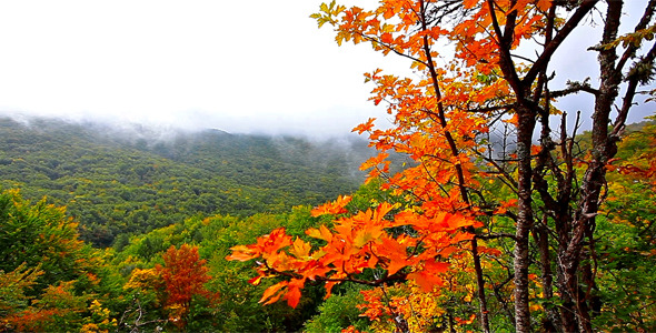 Autumn Landscape In Mountains 4