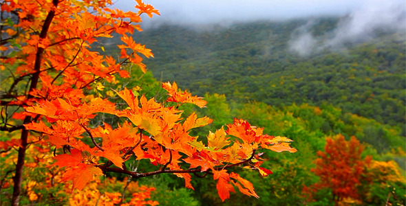 Autumn Landscape In Mountains 5