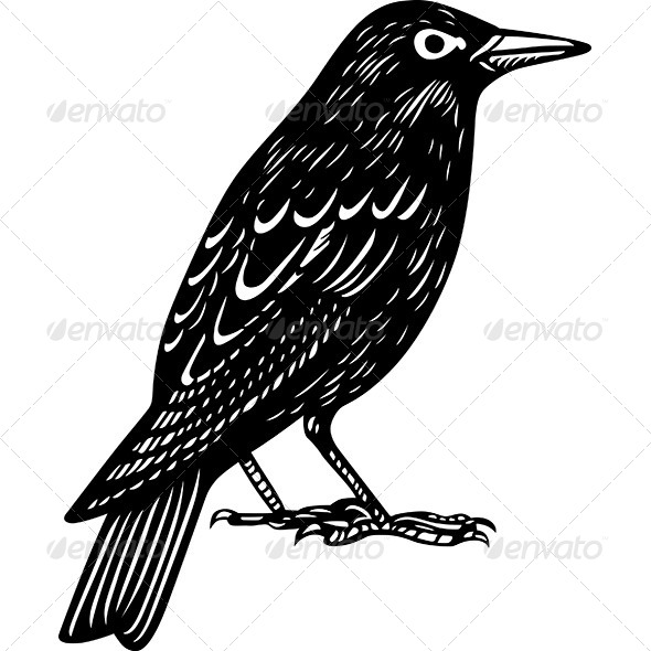 Blackbird - Animals Characters