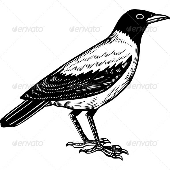Crow - Animals Characters