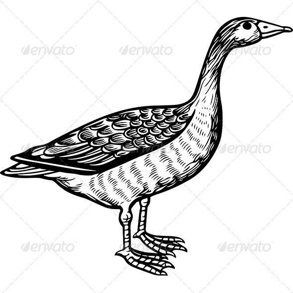 Goose - Animals Characters
