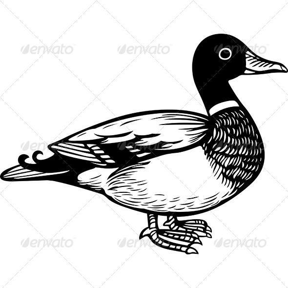 Duck - Animals Characters