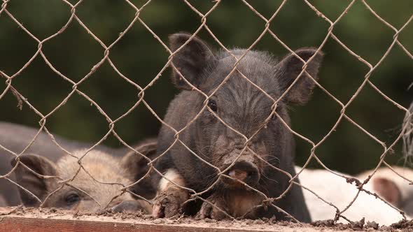 Household A Small Black Pig Sniffs Air In Pen In Farm alt