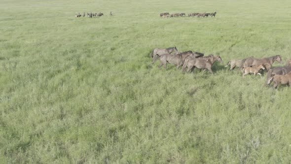 Wild Horses Running Dust From Under the Hooves