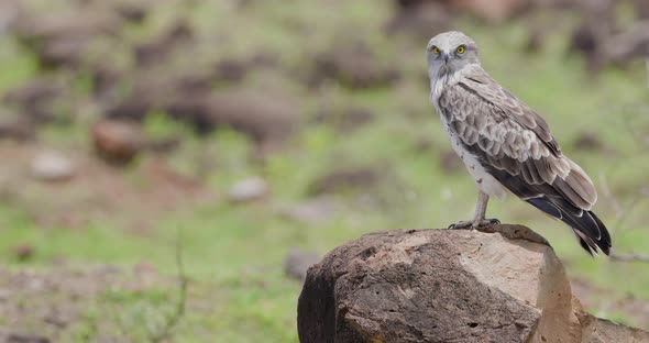 Short Toed Snake Eagle perched on a Rock during noon sun looks around for prey alt
