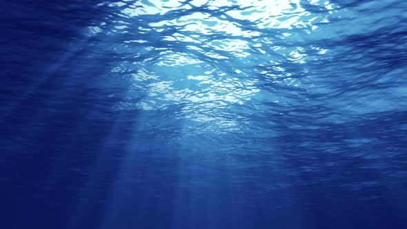 Màn hình nền dưới nước sẽ khiến bạn mê mẩn với vẻ đẹp hoang sơ của đại dương. Hãy chiêm ngưỡng những bức ảnh sống động với những loài cá và sinh vật biển đang bơi lội, điều hòa cảm xúc và giúp bạn tìm được sự bình yên trong cuộc sống.