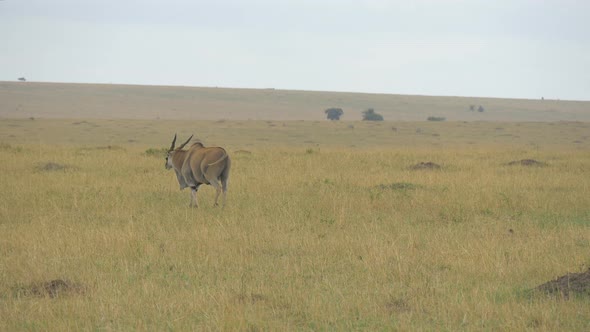 Common eland grazing and walking alt