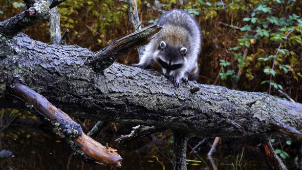 Raccoon on Autumn Lake Tree