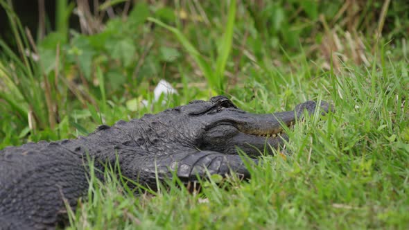 Crocodile in green grass alt