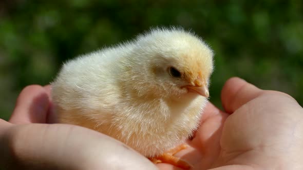 The Little Chick is Sitting on the Palms of His Hands