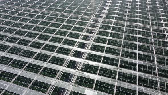 Beautiful panorama aerial fly off over industrial greenhouses with plants in rows. alt