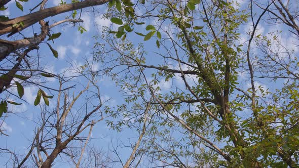 Moving through trees under blue sky