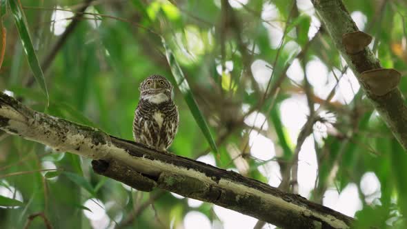 Collared Owlet Chirping while Perching on Thick Swaying Branch alt