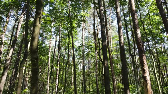 Forest with Trees on a Summer Day Slow Motion alt