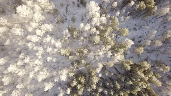 Winter Forest From Above