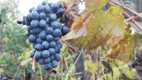 Bunch Of Red Wine Grapes