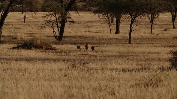 warthogs running in africa alt
