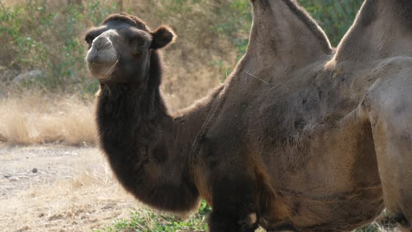 Big Camel Grazing and Rubbing His Side with His Teeth in a Large Zoo in Summer  