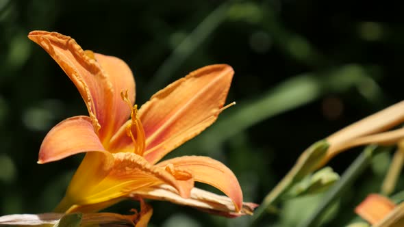 Exotic orange day-lily flower  close-up 4K 2160p 30fps UltraHD footage - Hemerocallis fulva plant in alt