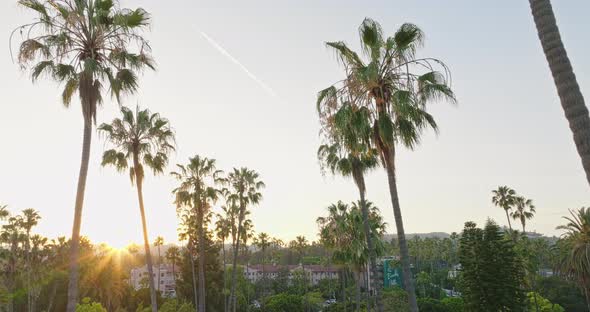 Flying Through Palm Trees at Sunset to Reveal Upscale Resort, Beverly Hills Hotel alt