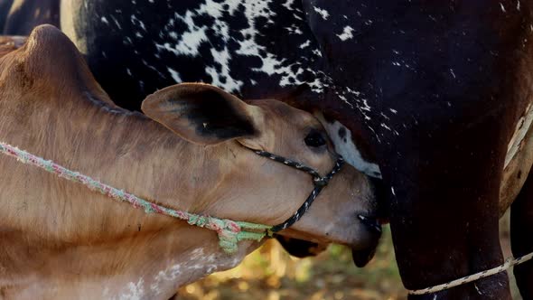 A newborn calf suckling milk from the udder of its mother - isolated outside alt