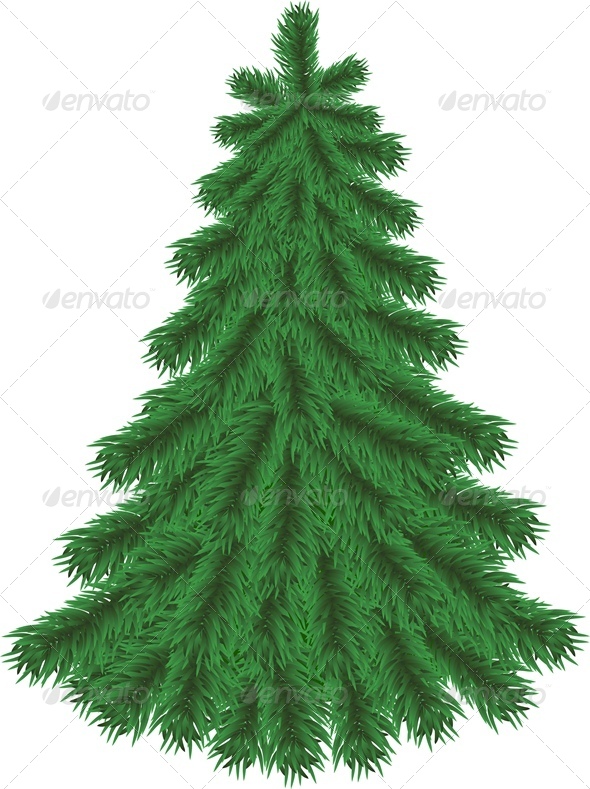 Fir Tree without Christmas Decorations - Christmas Seasons/Holidays