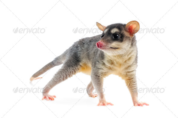 Young Four-eyed Opossum