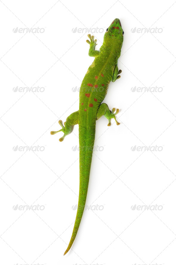 Madagascar Day Gecko - Stock Photo - Images